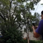 Árboles patrimoniales en Ciudad de México: el plan del Gobierno para proteger los ejemplares