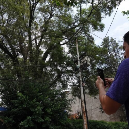 Árboles patrimoniales en Ciudad de México: el plan del Gobierno para proteger los ejemplares
