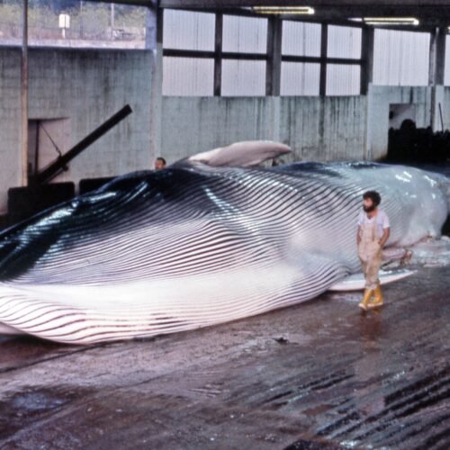 En busca de la historia ballenera en las costas cantábricas y atlánticas