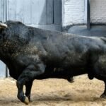 Los toros de Cuadri inauguran la temporada madrileña el 22 de marzo
