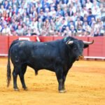 La plaza de La Maestranza padece dos serios problemas: el toro y el palco