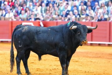 La plaza de La Maestranza padece dos serios problemas: el toro y el palco