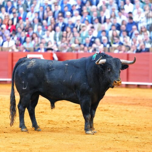 La plaza de La Maestranza padece dos serios problemas: el toro y el palco