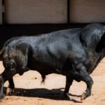 Cantaor, un toro excepcional que engrandece la tauromaquia