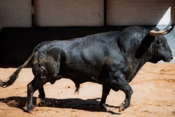 Cantaor, un toro excepcional que engrandece la tauromaquia