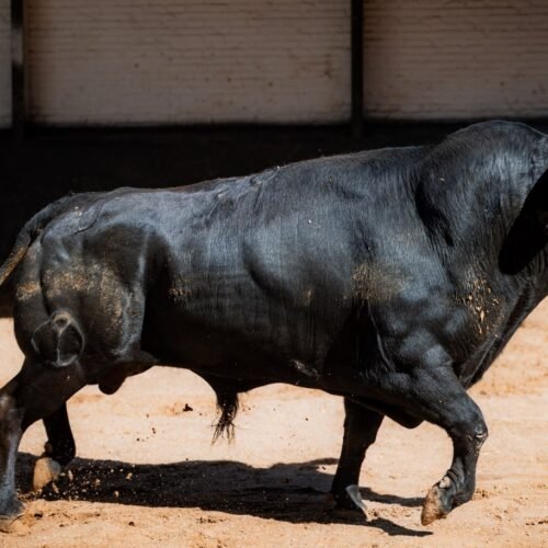 Cantaor, un toro excepcional que engrandece la tauromaquia