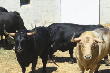 Los toros de Fuente Ymbro que abrirán los encierros y las corridas de Pamplona ya están en los Corrales del Gas