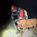 300.000 kilos de forraje para abastecer las explotaciones ganaderas en los incendios de Madrid