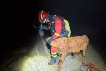 300.000 kilos de forraje para abastecer las explotaciones ganaderas en los incendios de Madrid