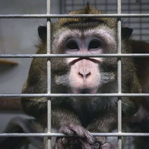 Uno de cada dos españoles apoya usar animales en investigaciones científicas