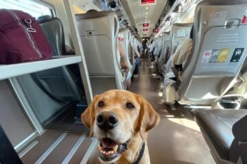 ‘Larry’, un viajero más rumbo a Barcelona